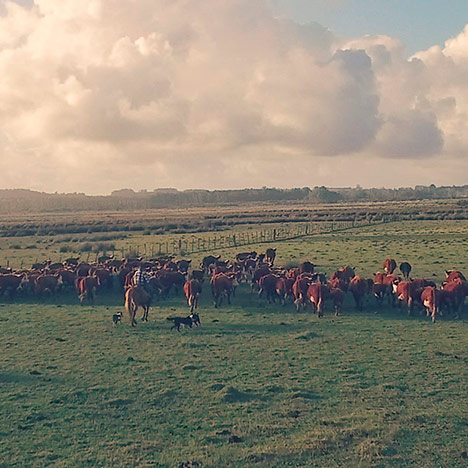 agropecuarios-foto-c