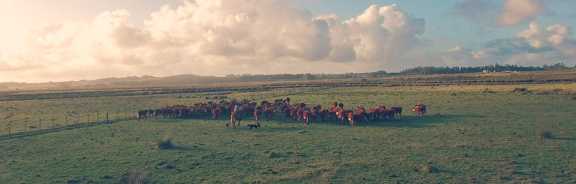 SEGUROS AGROPECUARIOS